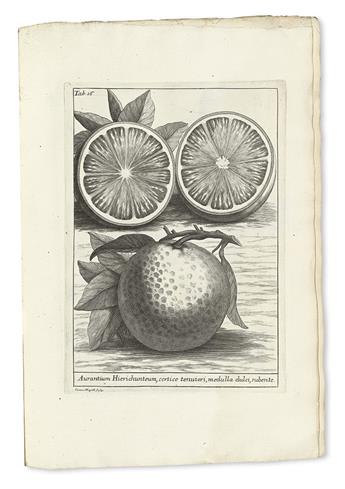 TILLI, MICHELANGELO. Catalogus plantarum horti Pisani.  1723.  Lacks the portrait.